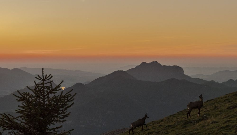 Gämse im Sonnenuntergang auf dem Schafberg